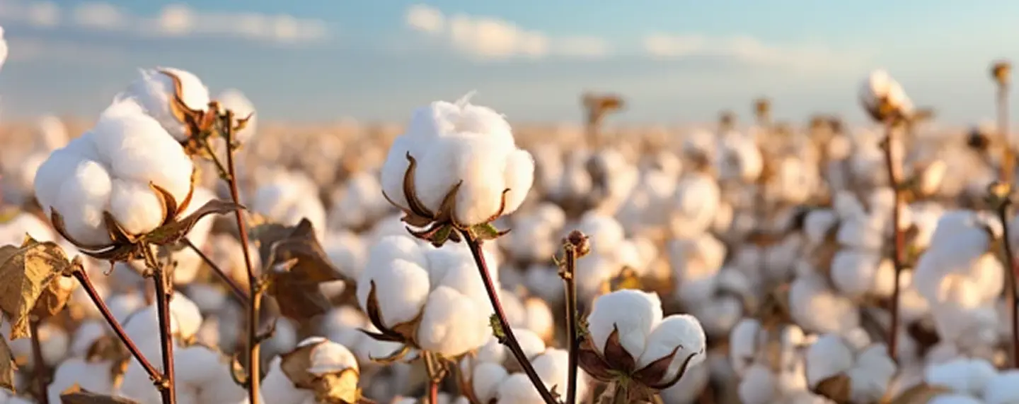 Carefully selected raw materials